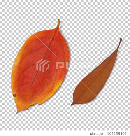 落葉插畫真實 落葉插畫真實 105159105