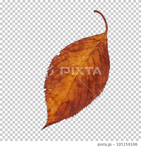 Fallen leaves illustration realistic Fallen leaves illustration realistic 105159106