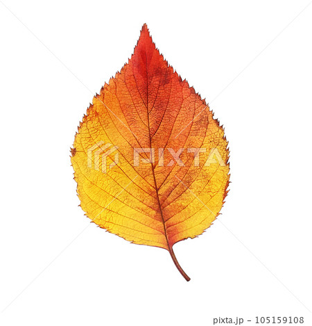 落ち葉のイラスト リアル 105159108