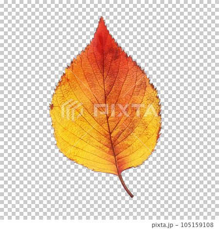 落ち葉のイラスト リアル 105159108
