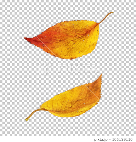 Fallen leaves illustration real 105159110