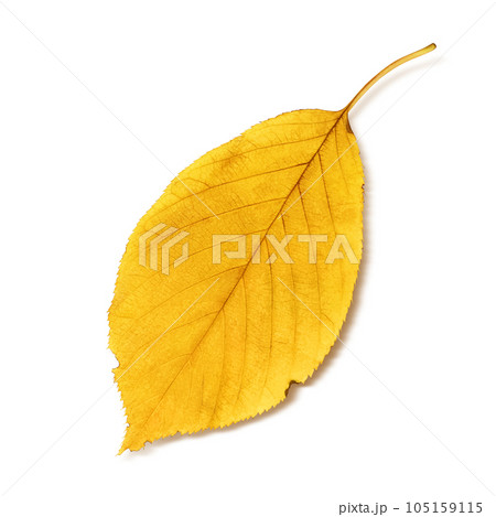 落ち葉 イラスト リアル 落ち葉 イラスト リアル 105159115