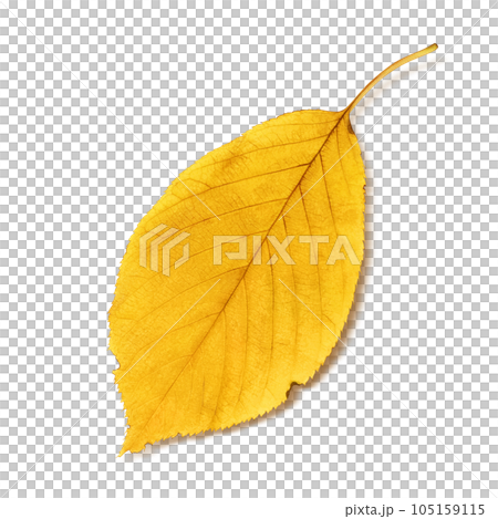 落ち葉 イラスト リアル 落ち葉 イラスト リアル 105159115