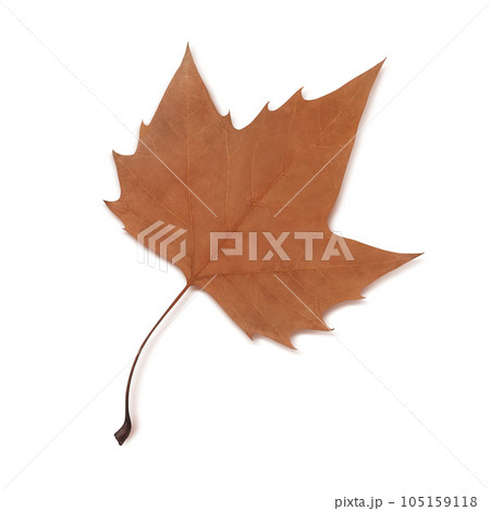 落ち葉のイラスト リアル 落ち葉のイラスト リアル 105159118