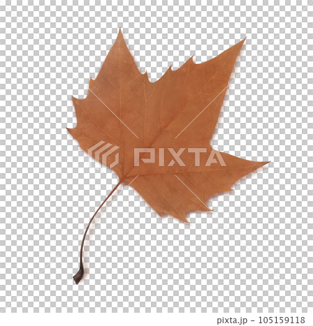 落ち葉のイラスト リアル 落ち葉のイラスト リアル 105159118