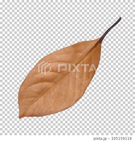 落ち葉 イラスト リアル 105159119