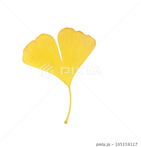 イチョウの落ち葉のイラスト リアル 105159127