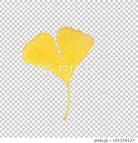 イチョウの落ち葉のイラスト リアル 105159127