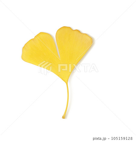 落ち葉のイラスト リアル 105159128