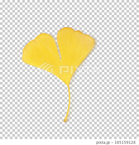 落葉插畫真實 105159128