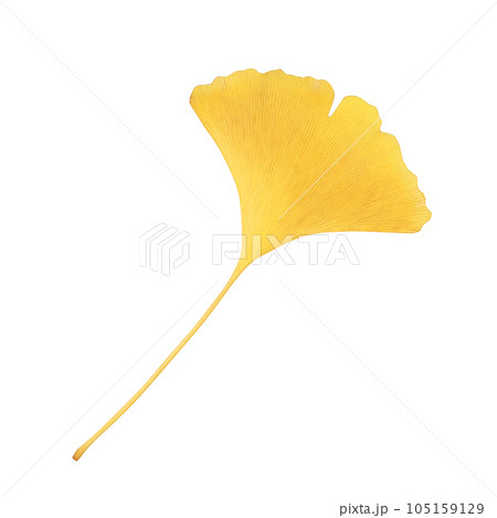 イチョウの落ち葉のイラスト リアル 105159129