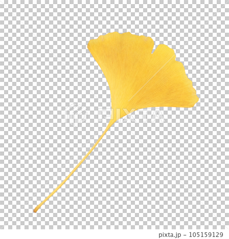 イチョウの落ち葉のイラスト リアル イチョウの落ち葉のイラスト リアル 105159129