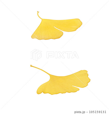 落ち葉のイラスト リアル 105159131