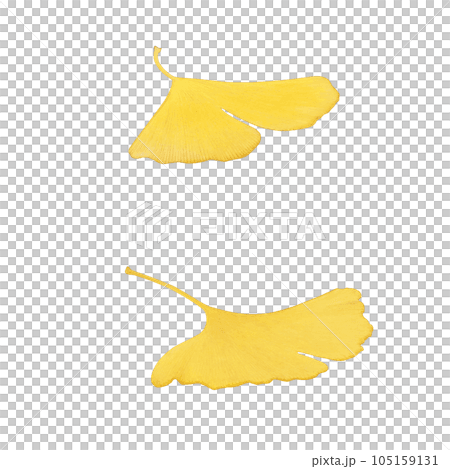 落ち葉のイラスト リアル 105159131