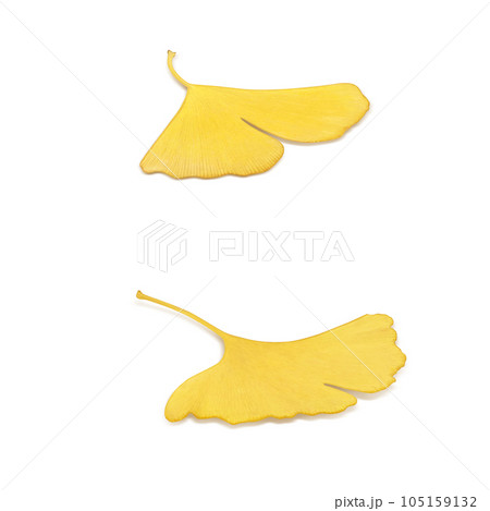 イチョウの落ち葉のイラスト リアル 105159132