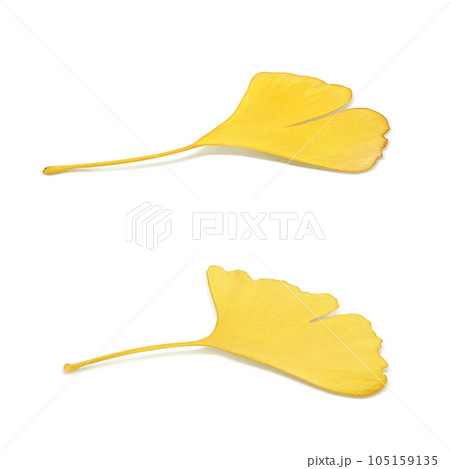 イチョウ 落ち葉 イラスト リアル イチョウ 落ち葉 イラスト リアル 105159135