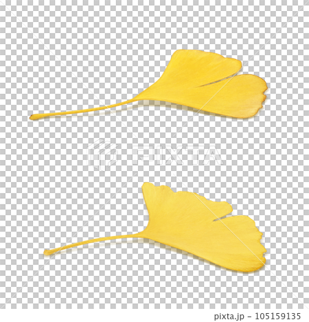 イチョウ 落ち葉 イラスト リアル イチョウ 落ち葉 イラスト リアル 105159135