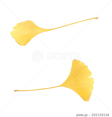落ち葉のイラスト リアル 落ち葉のイラスト リアル 105159136