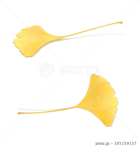 イチョウ 落ち葉 イラスト リアル 105159137