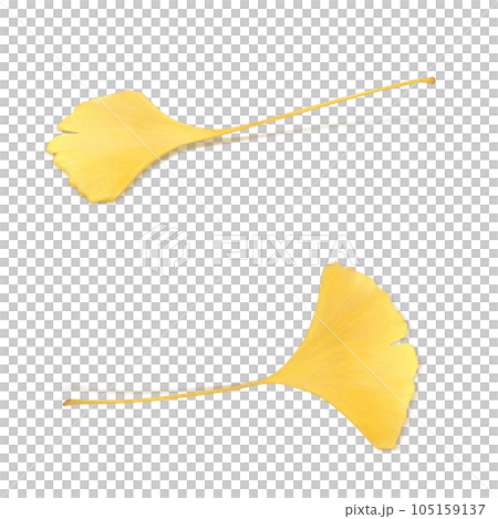 イチョウ 落ち葉 イラスト リアル 105159137