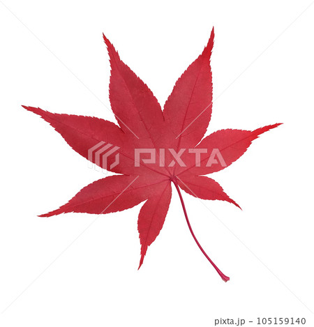 もみじ 落ち葉 イラスト リアル 105159140