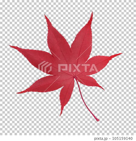 もみじ 落ち葉 イラスト リアル 105159140