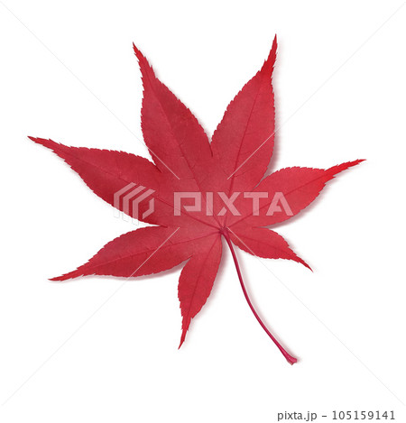 もみじ 落ち葉 イラスト リアル 105159141