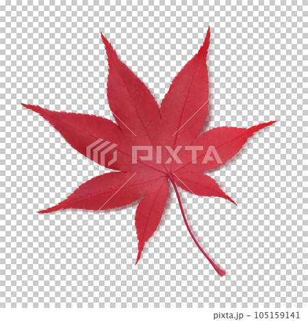 もみじ 落ち葉 イラスト リアル 105159141