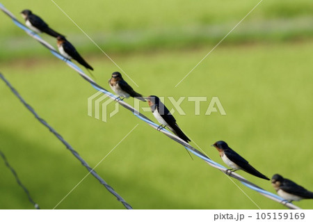 ツバメ swallow / Japan 105159169