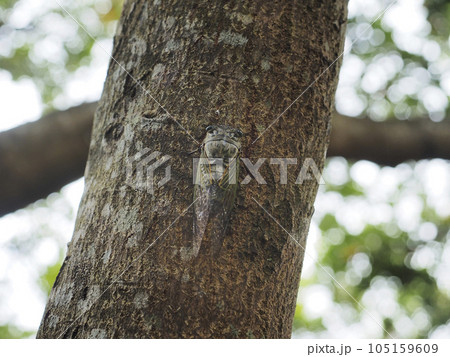 クマゼミの背中 105159609