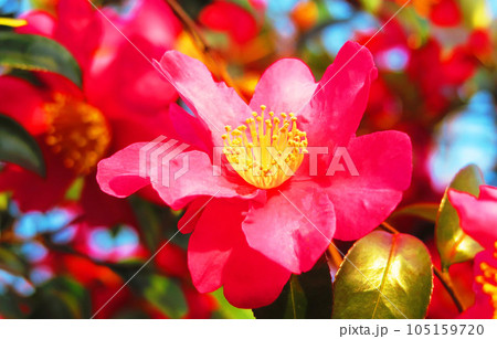 サザンカの花の風景 サザンカの花の風景 105159720