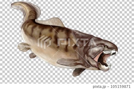 ダンクルオテウス 尻尾の形状いまだ不明の恐ろしい硬骨魚 ダンクルオテウス 尻尾の形状いまだ不明の恐ろしい硬骨魚 105159871