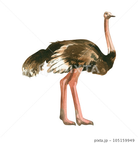 African ostrich. Watercolor drawing, an ostrich with a long neck and long pink legs, hand-drawn in watercolor on a white background. for printing on fabric and paper scrapbooking crafts. Design 105159949