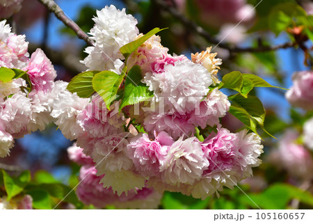 八重桜 紅笠 大阪造幣局にて 八重桜 紅笠 大阪造幣局にて 105160657