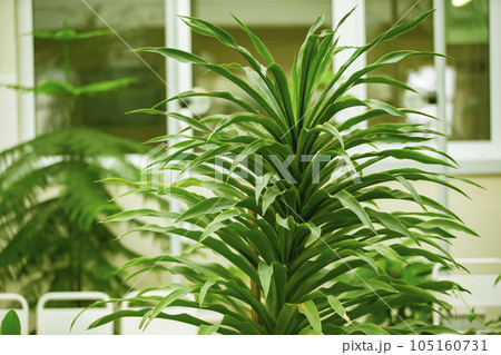 Tropical houseplant with large green leaves. 105160731