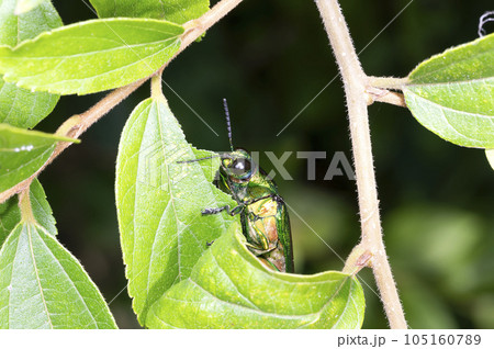 タマムシ 105160789