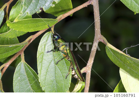 タマムシ 105160791