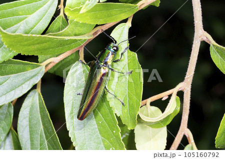 タマムシ 105160792