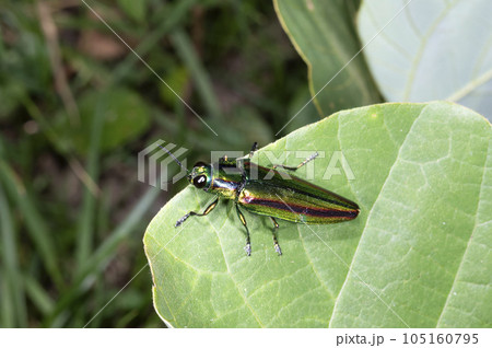 タマムシ 105160795