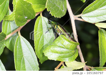 タマムシ タマムシ 105160797