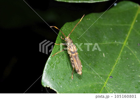 トラフホソバネカミキリ トラフホソバネカミキリ 105160801