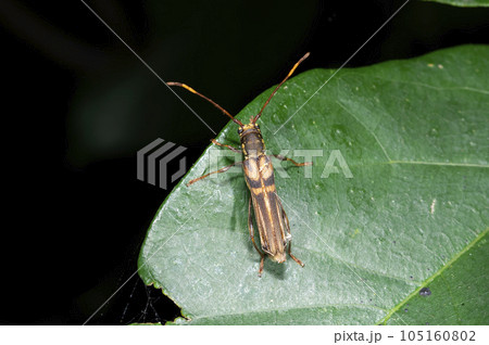 トラフホソバネカミキリ トラフホソバネカミキリ 105160802