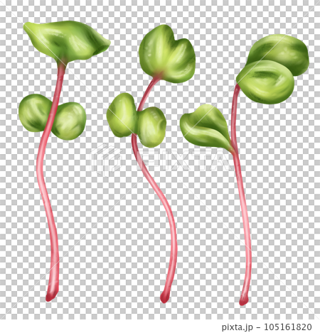 Illustration of a micro-green radish in watercolor style. Young seed seedlings, edible leaves, a healthy food supplement. Clipart on a white background. Gardening plants, cooking ingredients 105161820