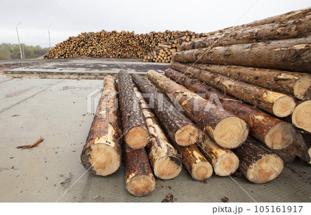 Wooden logs at a woodworking plant. Natural wood processing industry. Sale of timber and logs. 105161917