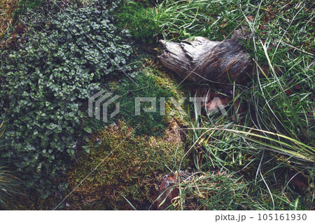 Close up with beautiful green moss, grass and part of a texture log on the floor. Close up with beautiful green moss, grass and part of a texture log on the floor. 105161930
