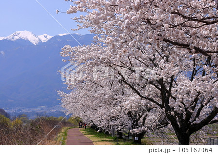 長野県伊那市美篶 伊那ナイスロード沿いの三峰川サイクリングロード桜並木と冠雪した中央アルプス木曽山脈 長野県伊那市美篶 伊那ナイスロード沿いの三峰川サイクリングロード桜並木と冠雪した中央アルプス木曽山脈 105162064