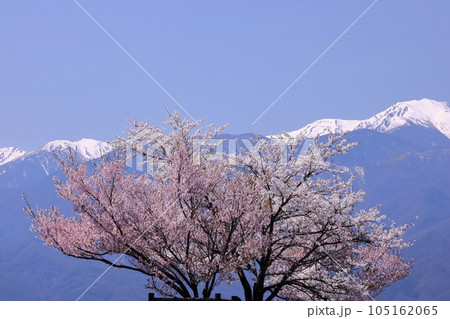 長野県伊那市美篶　伊那ナイスロード沿いの三峰川サイクリングロード桜並木と冠雪した中央アルプス木曽山脈 105162065