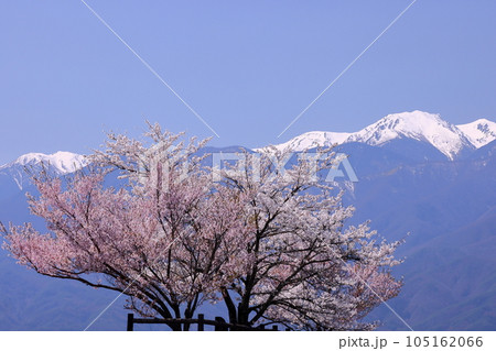 長野県伊那市美篶 伊那ナイスロード沿いの三峰川サイクリングロード桜並木と冠雪した中央アルプス木曽山脈 長野県伊那市美篶 伊那ナイスロード沿いの三峰川サイクリングロード桜並木と冠雪した中央アルプス木曽山脈 105162066