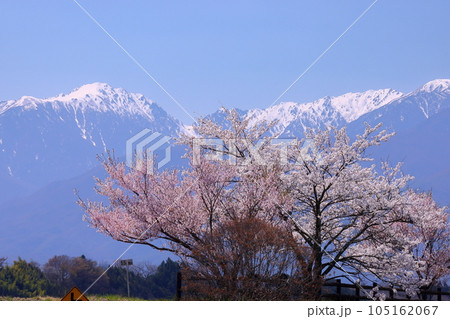 長野県伊那市美篶 伊那ナイスロード沿いの三峰川サイクリングロード桜並木と冠雪した中央アルプス木曽山脈 長野県伊那市美篶 伊那ナイスロード沿いの三峰川サイクリングロード桜並木と冠雪した中央アルプス木曽山脈 105162067