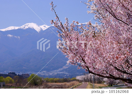 長野県伊那市美篶　伊那ナイスロード沿いの三峰川サイクリングロード桜並木と冠雪した中央アルプス木曽山脈 105162068